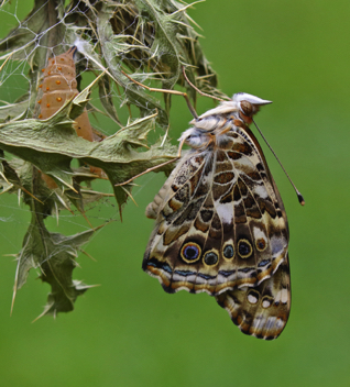 Painted Lady recently emerged